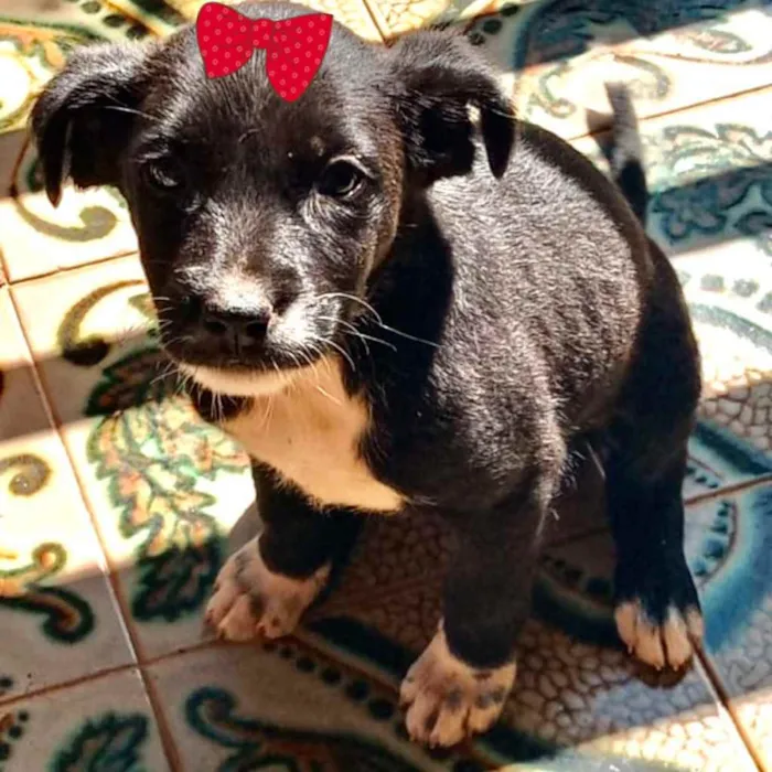Cachorro ra a Mestiça  idade 2 a 6 meses nome Malu 