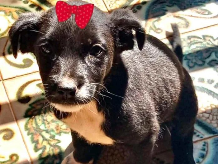 Cachorro ra a Mestiça  idade 2 a 6 meses nome Malu 