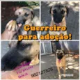 Guerreiro 