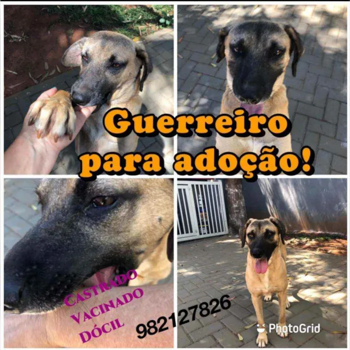Cachorro ra a SRD idade 3 anos nome Guerreiro 