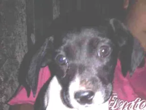 Cachorro raça Vira  lata   idade Abaixo de 2 meses nome Floor