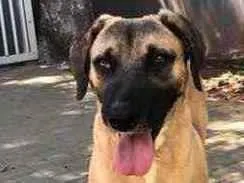 Cachorro ra a Sem raça  idade 2 anos nome Guerreiro 