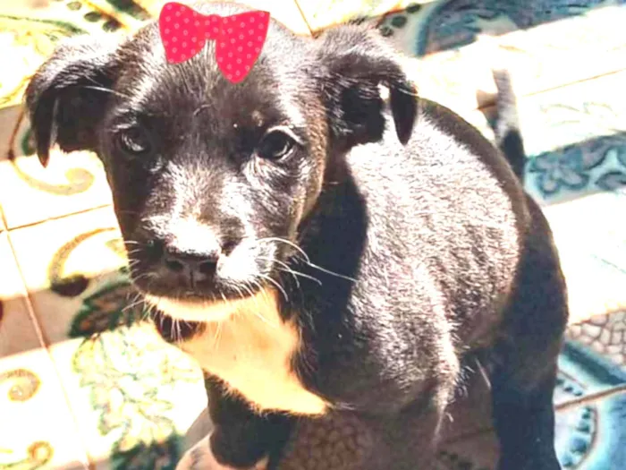 Cachorro ra a Mestiça  idade 2 a 6 meses nome Malu 