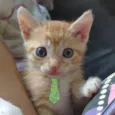 Kiko 