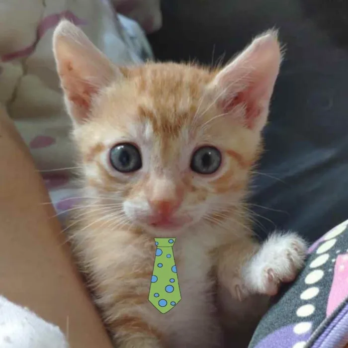 Gato ra a Mestiço  idade 2 a 6 meses nome Kiko 