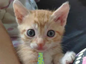 Gato raça Mestiço  idade 2 a 6 meses nome Kiko 