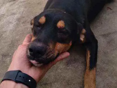 Cachorro ra a Vira-lata idade 1 ano nome Atena