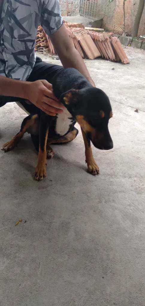 Cachorro ra a Vira-lata idade 1 ano nome Atena