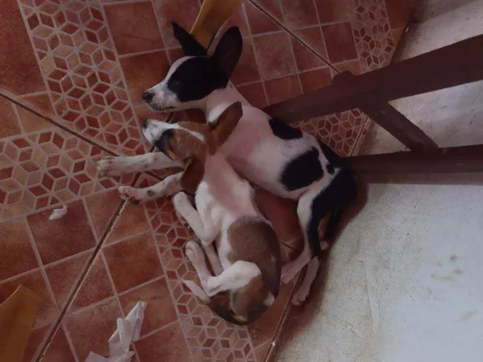 Cachorro ra a Viralata (Sem raça definida) idade 2 a 6 meses nome Sem nome