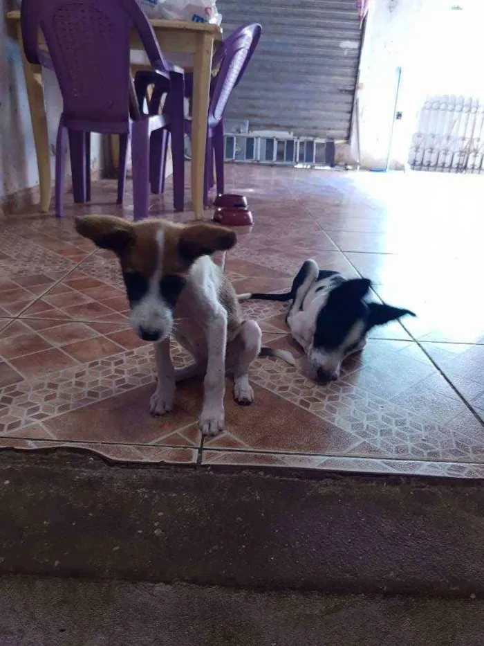 Cachorro ra a Viralata (Sem raça definida) idade 2 a 6 meses nome Sem nome