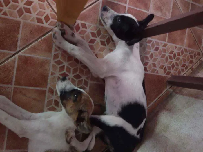 Cachorro ra a Viralata (Sem raça definida) idade 2 a 6 meses nome Sem nome