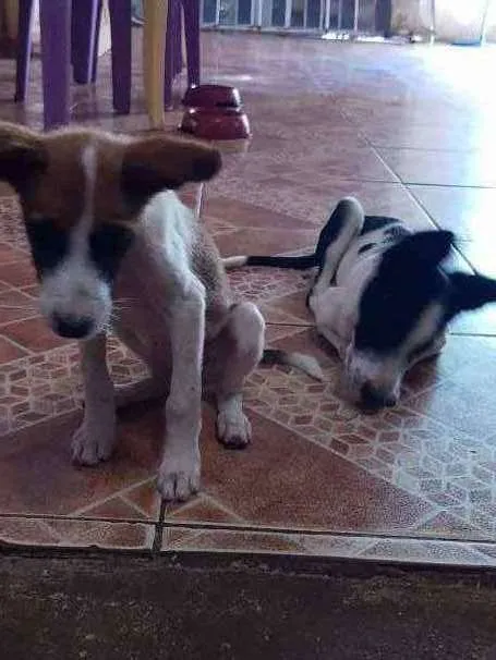 Cachorro ra a Viralata (Sem raça definida) idade 2 a 6 meses nome Sem nome