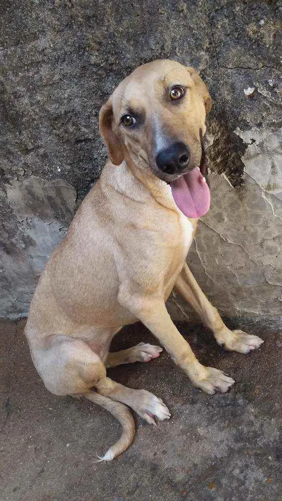 Cachorro ra a Pé duro idade 1 ano nome Bibi