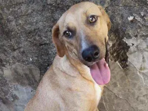 Cachorro raça Pé duro idade 1 ano nome Bibi