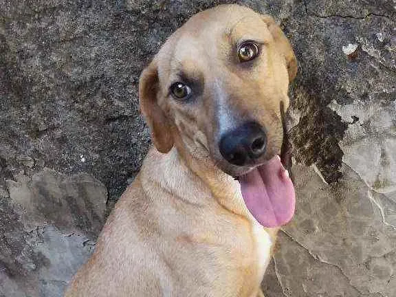 Cachorro ra a Pé duro idade 1 ano nome Bibi