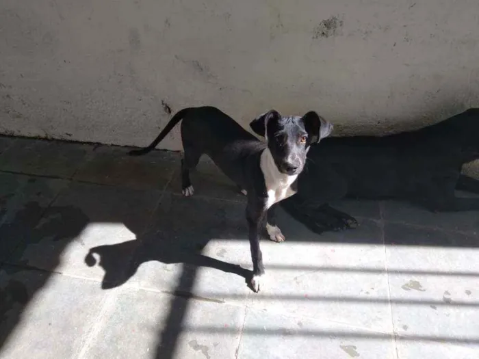 Cachorro ra a Srd idade 2 a 6 meses nome Dudy