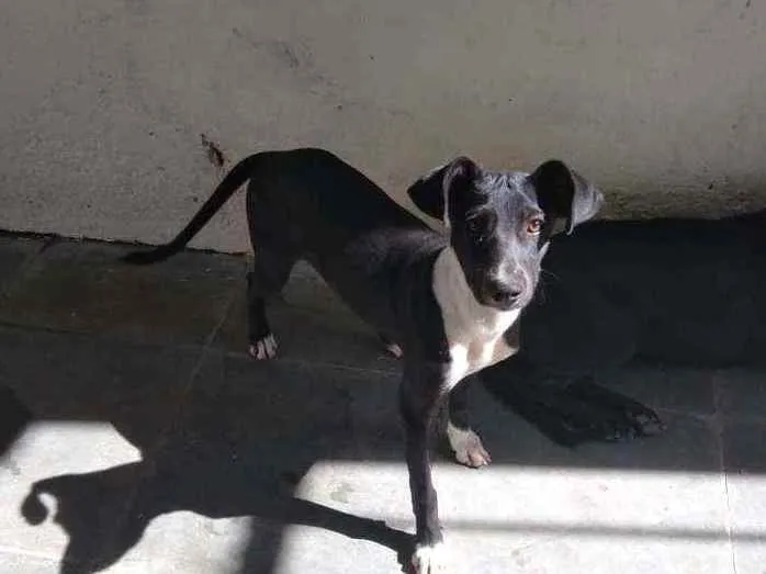Cachorro ra a Srd idade 2 a 6 meses nome Dudy