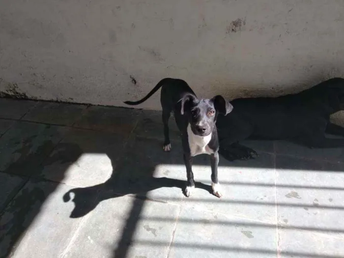 Cachorro ra a Srd idade 2 a 6 meses nome Dudy