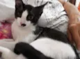 Félix