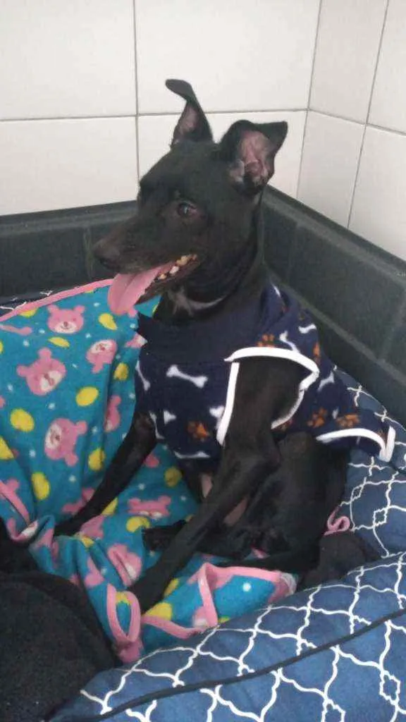 Cachorro ra a SRD idade 3 anos nome Zulu