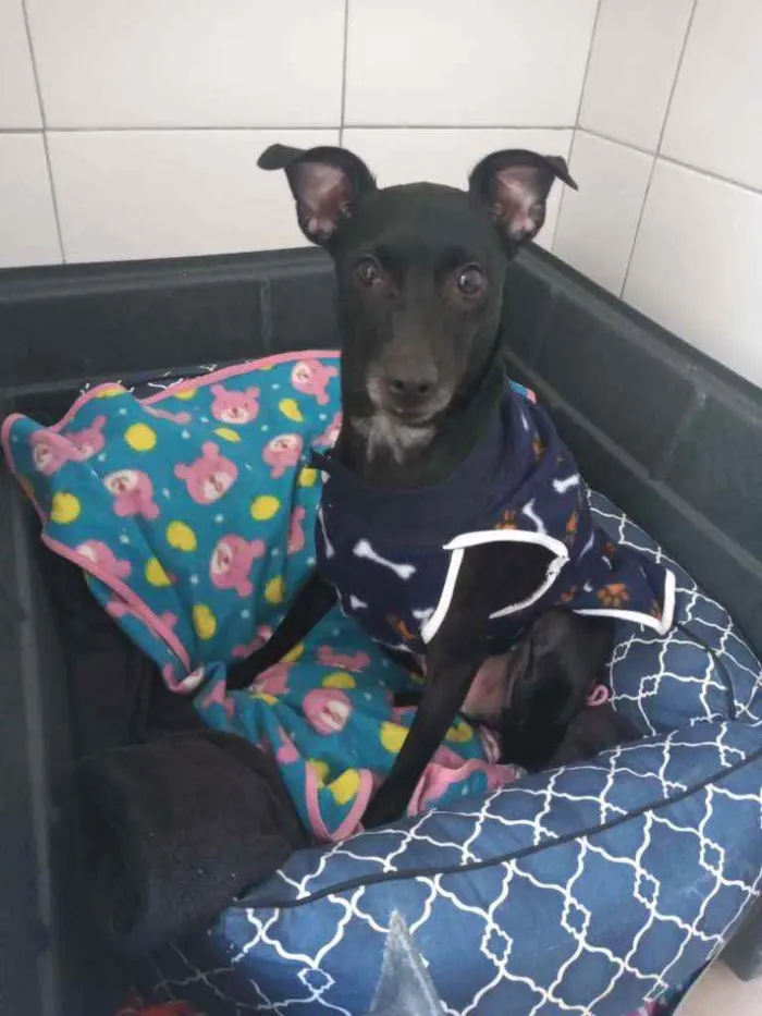 Cachorro ra a SRD idade 3 anos nome Zulu