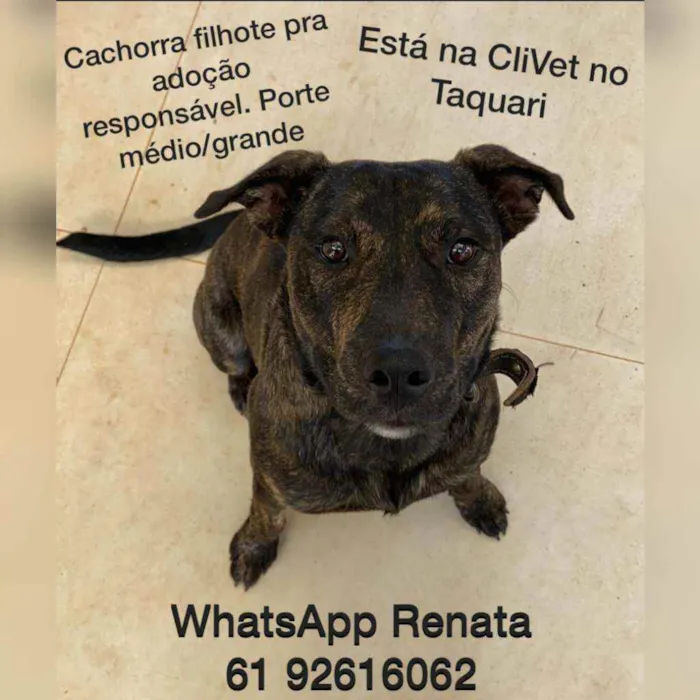Cachorro ra a SRD idade  nome Onde estã meus don?!