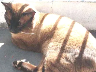 Gato raça siamês idade 1 ano nome sem nome