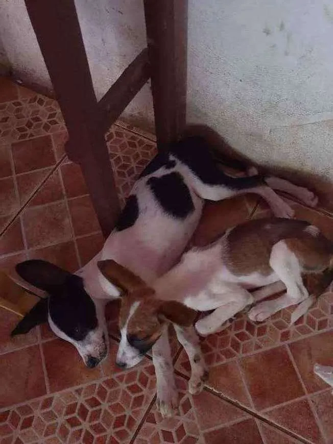 Cachorro ra a Viralata (Sem raça definida) idade 2 a 6 meses nome Sem nome