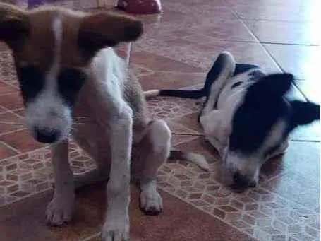 Cachorro ra a Viralata (Sem raça definida) idade 2 a 6 meses nome Sem nome