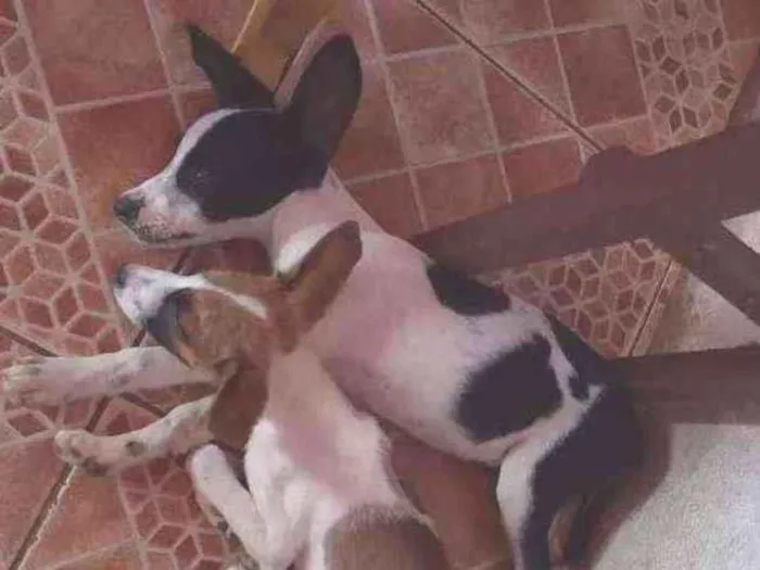 Cachorro ra a Viralata (Sem raça definida) idade 2 a 6 meses nome Sem nome