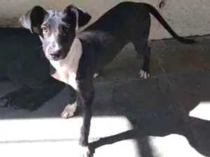 Cachorro raça Srd idade 2 a 6 meses nome Dudy