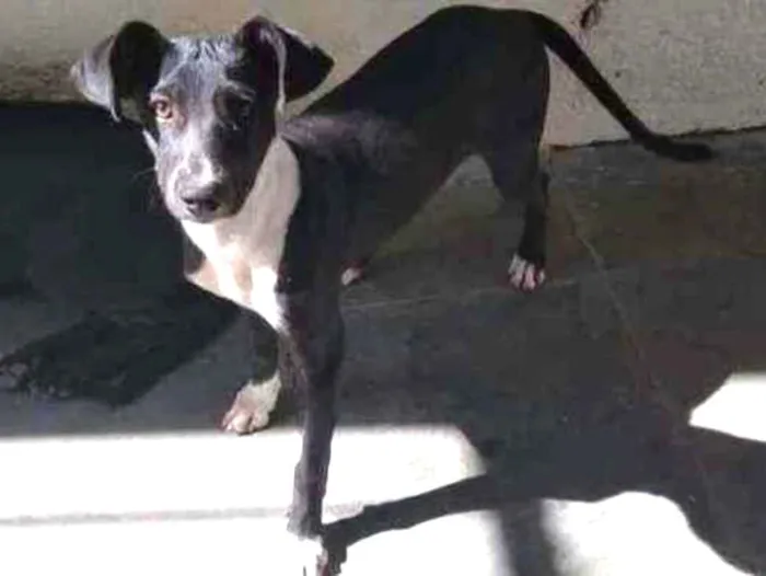 Cachorro ra a Srd idade 2 a 6 meses nome Dudy