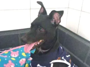Cachorro raça SRD idade 3 anos nome Zulu