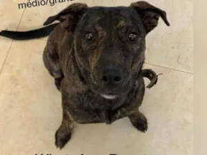 Cachorro raça SRD idade  nome Onde estã meus don?!