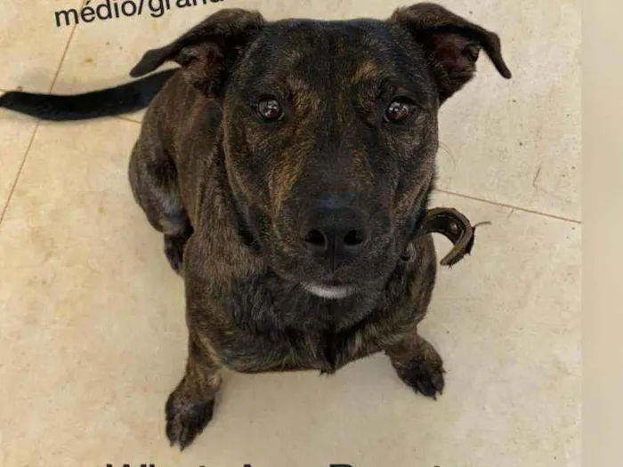 Cachorro ra a SRD idade  nome Onde estã meus don?!