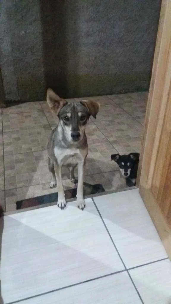 Cachorro ra a Viralatas idade 2 anos nome Pandora Tadeu e péro