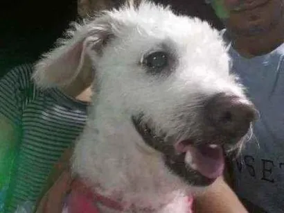 Cachorro raça Vira lata com pood idade 6 ou mais anos nome Mel