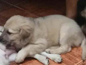 Cachorro raça Srd idade 2 a 6 meses nome Júnior 
