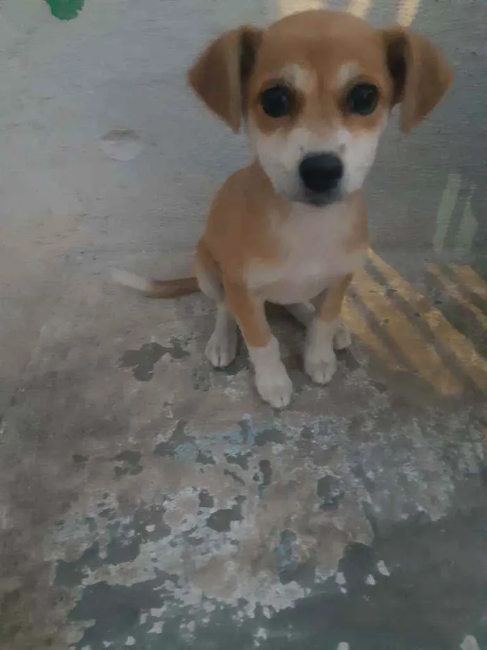 Cachorro raça SRD idade 2 a 6 meses nome Não sei 
