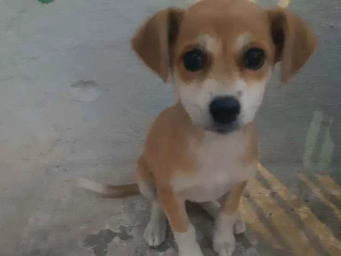 Cachorro raça SRD idade 2 a 6 meses nome Não sei 