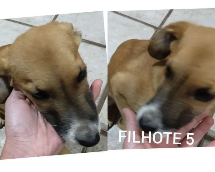 Cachorro ra a SRD-ViraLata idade 2 a 6 meses nome viralata