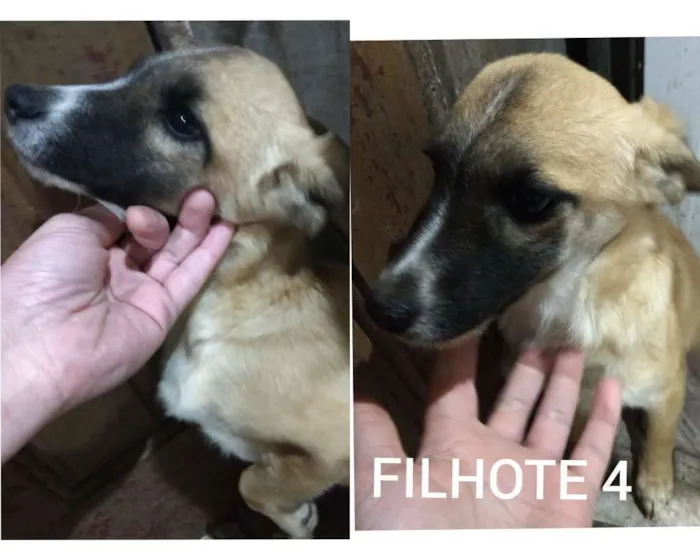 Cachorro ra a SRD-ViraLata idade 2 a 6 meses nome viralata