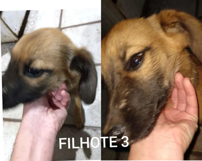 Cachorro ra a SRD-ViraLata idade 2 a 6 meses nome viralata