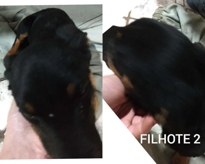 Cachorro ra a SRD-ViraLata idade 2 a 6 meses nome viralata