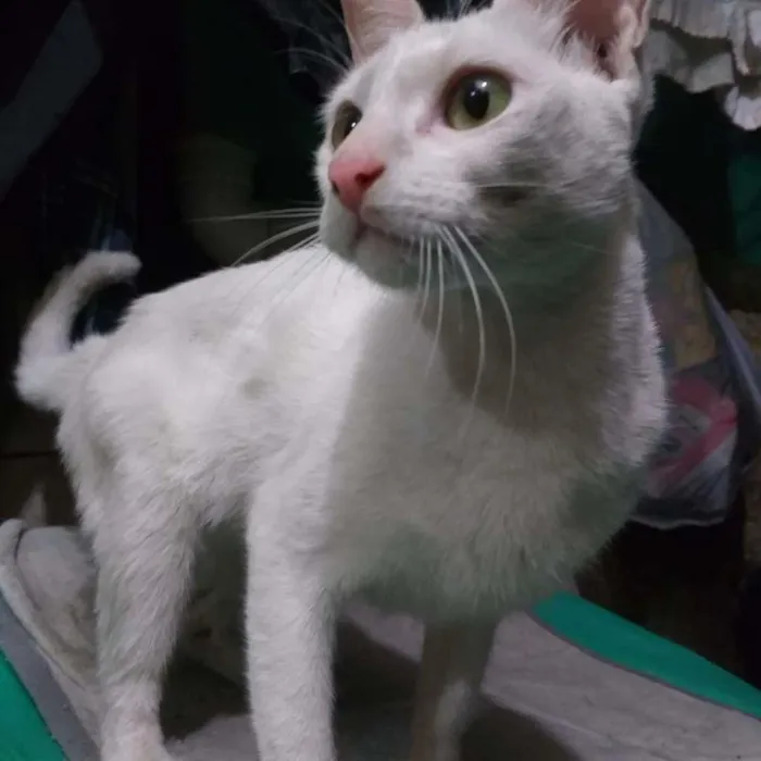 Gato raça SRD-ViraLata idade 2 a 6 meses nome Nayla