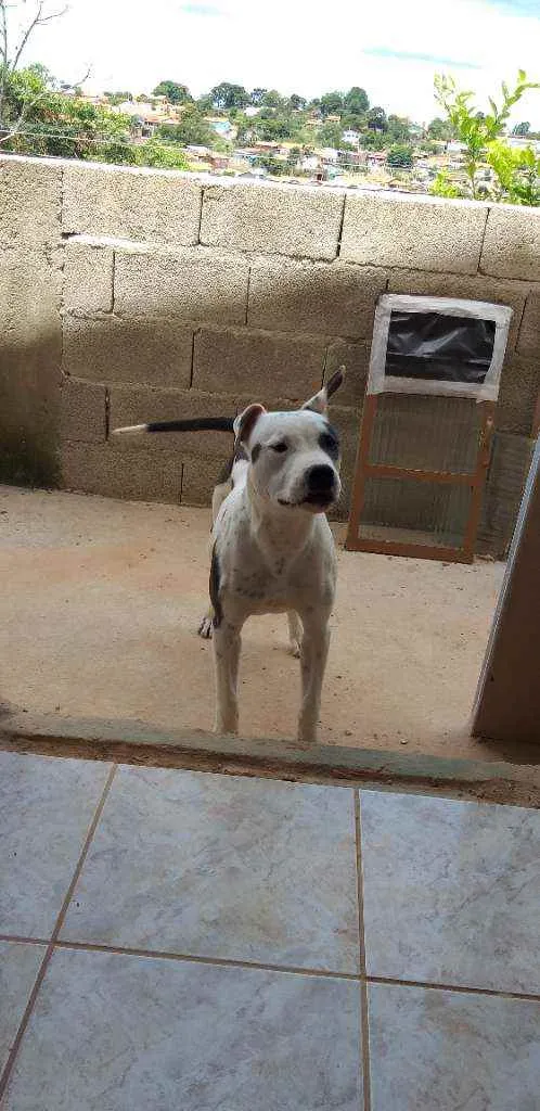 Cachorro ra a Pitbul puro idade 2 a 6 meses nome Adez