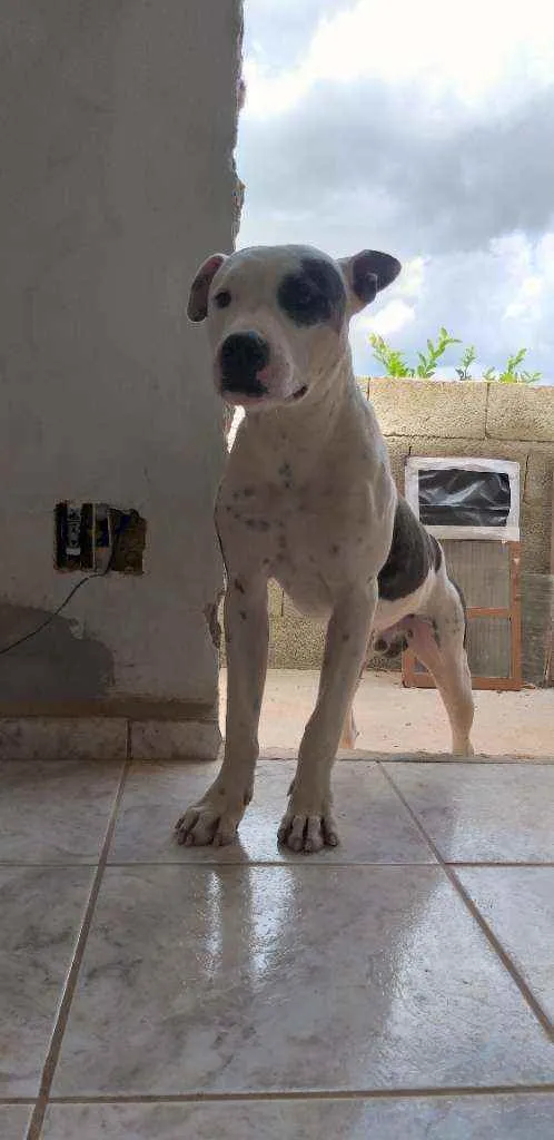 Cachorro ra a Pitbul puro idade 2 a 6 meses nome Adez