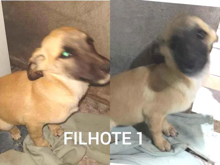 Cachorro ra a SRD-ViraLata idade 2 a 6 meses nome viralata