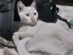 Gato raça SRD-ViraLata idade 2 a 6 meses nome Nayla