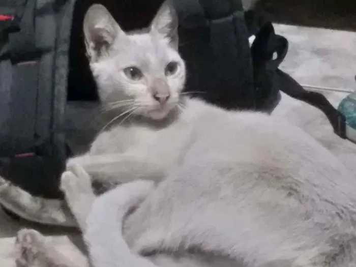 Gato raça SRD-ViraLata idade 2 a 6 meses nome Nayla